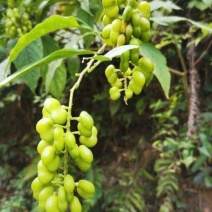 黄花倒水莲种子倒吊黄花大远志王月茶药材种子