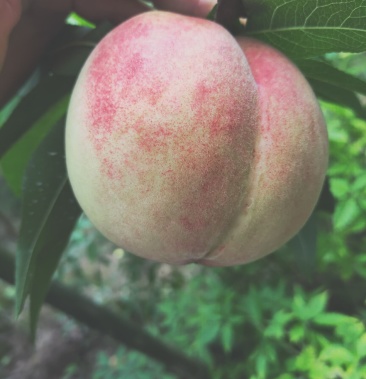 地里现下的鲜果皮球 脱骨 脆甜