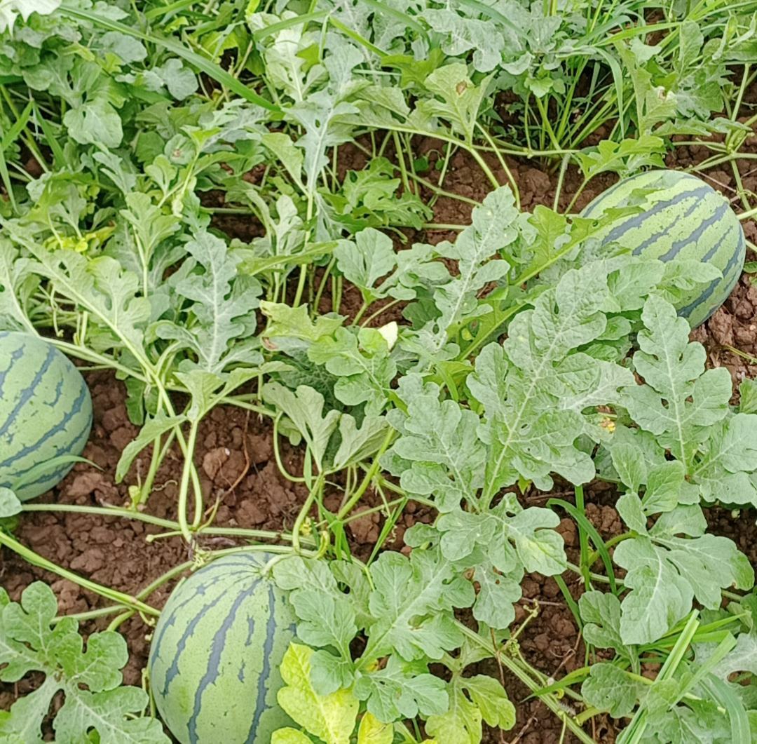 京欣西瓜种植田间场景