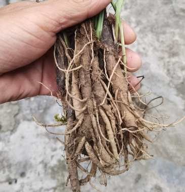 云南小仙茅鲜货包邮