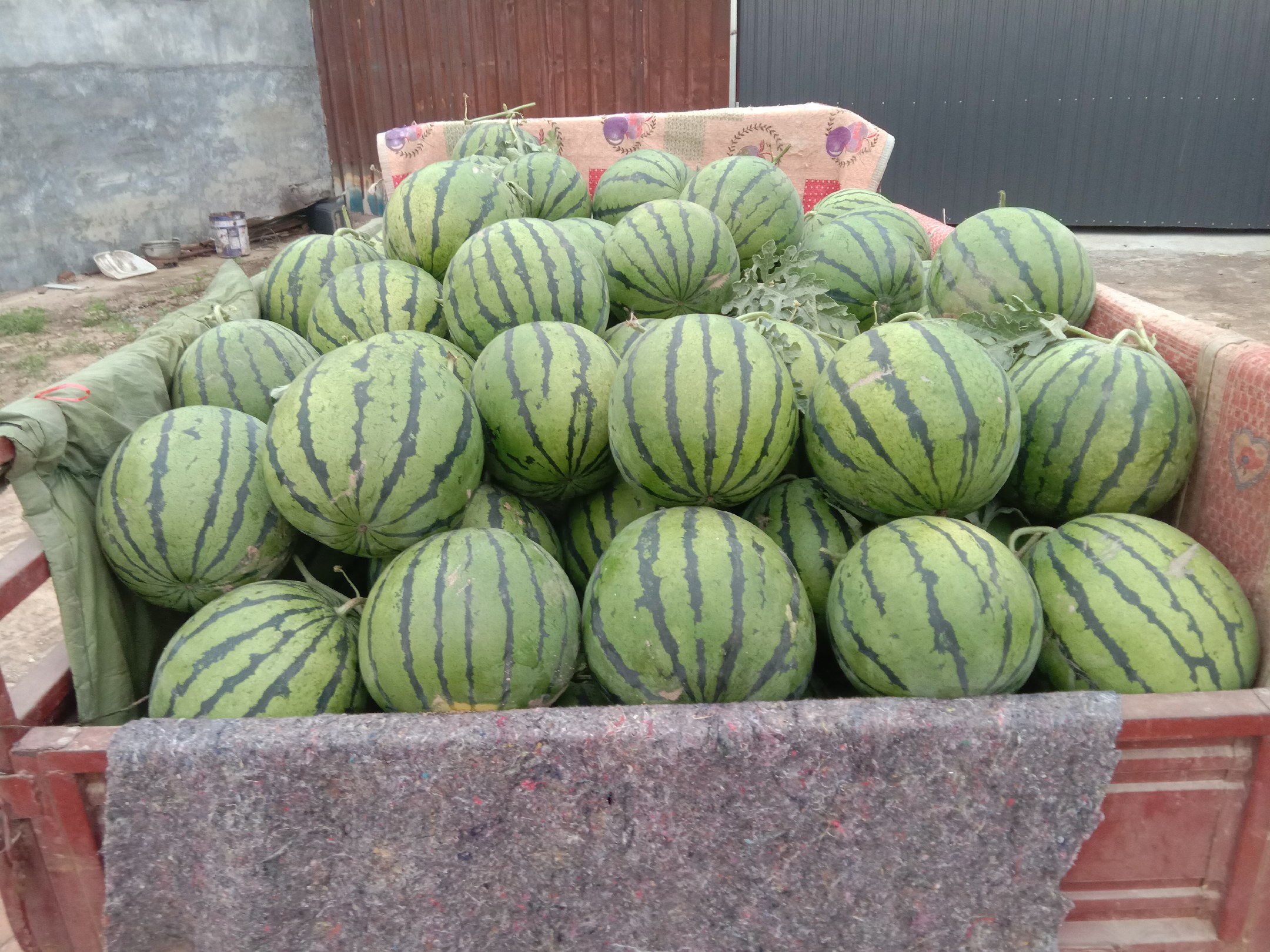 批发市场京欣西瓜交易场景