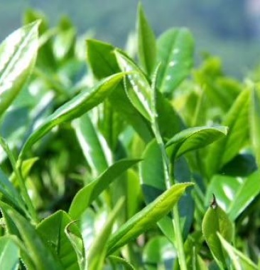 金奖大红袍武夷岩茶大红袍茶叶武夷山茶叶