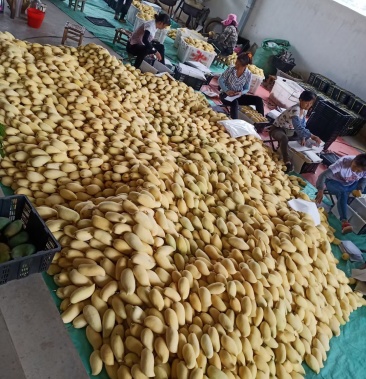 [芒果批发]芒果已经成熟了,有需要的老板们可以发货了……价格78.