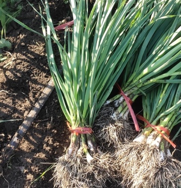 [蒜苗批发]东北蒜苗价格1.00元/斤 - 一亩田