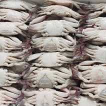 三点蟹60-80克一只规格，蟹肉饱满，厂家直销
