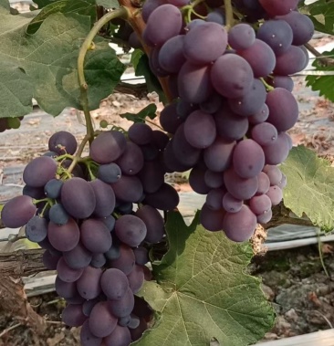 [玫瑰香批发]玫瑰香价格8.00元/斤 - 一亩田