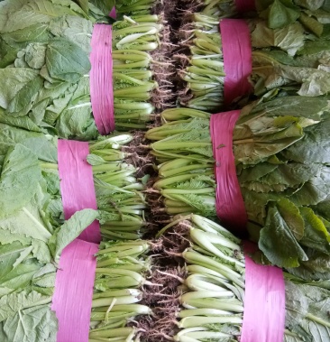 [小白菜批发]菜苗【碧绿菜苗】,根青叶绿,25公分右,价格0.