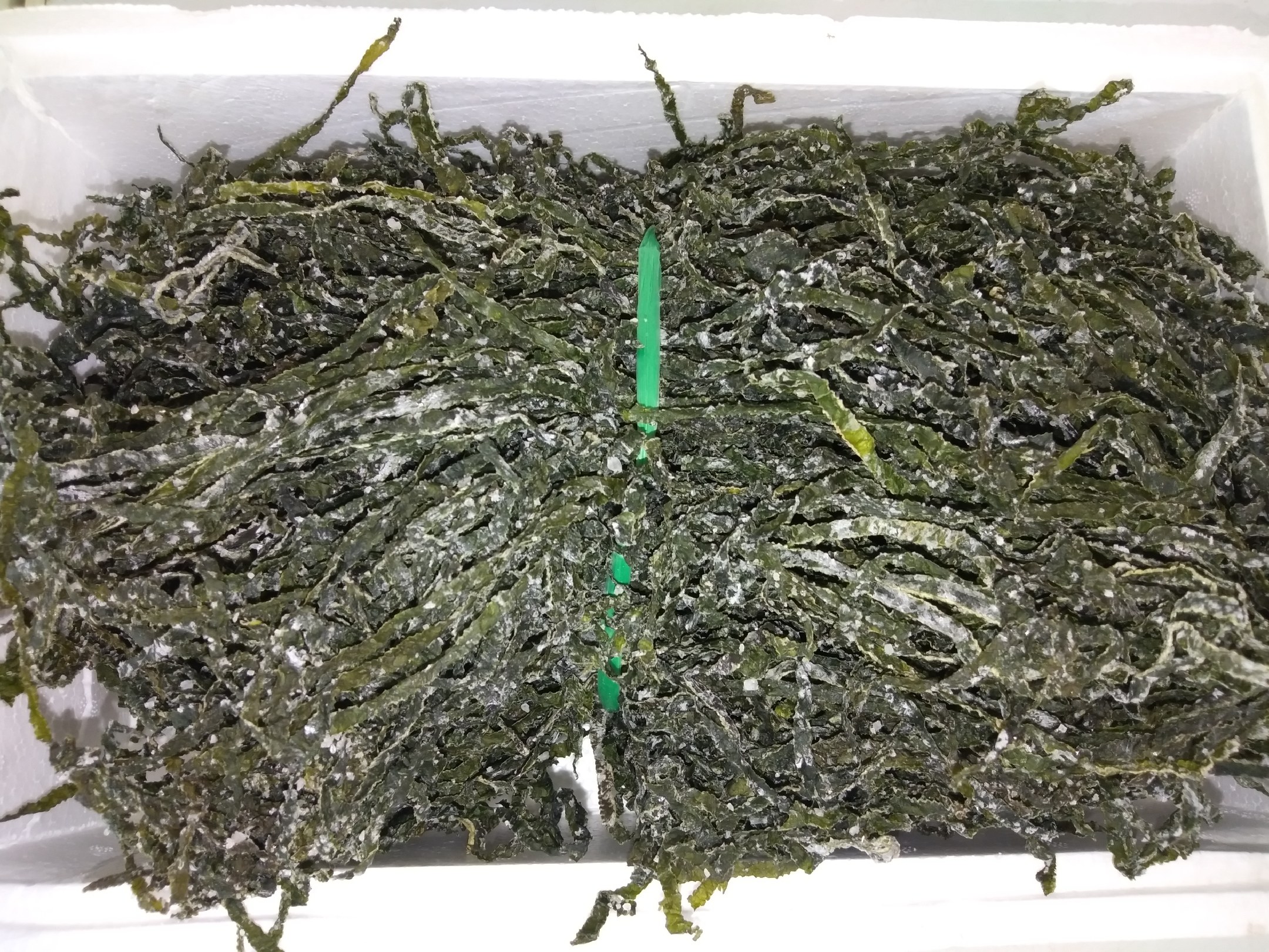 海带正确保存方法示意图