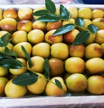 龙湖冬枣,又名雁来红,产地直销,一件代发.量大价优