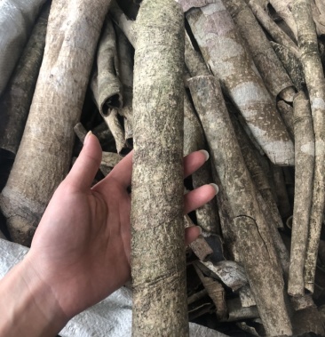 中药材批发 市场救必应九层皮白木香 量大从优