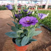 桔梗洋桔梗种植基地多种颜色观赏花卉产地批发