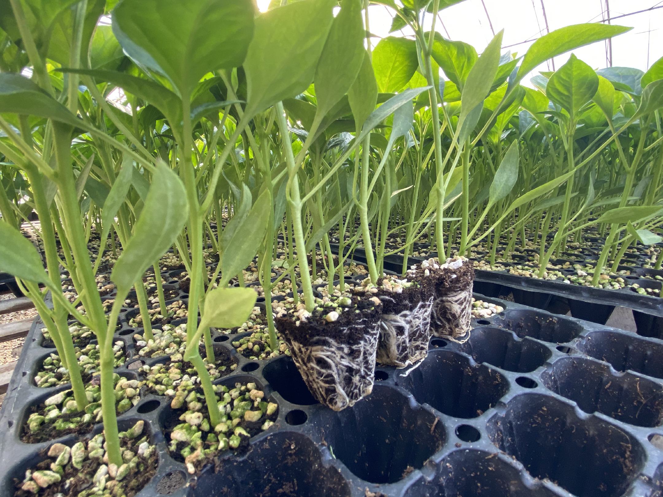 尖椒打尖操作示意图