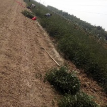 大红袍狮子头黄盖高产花椒苗