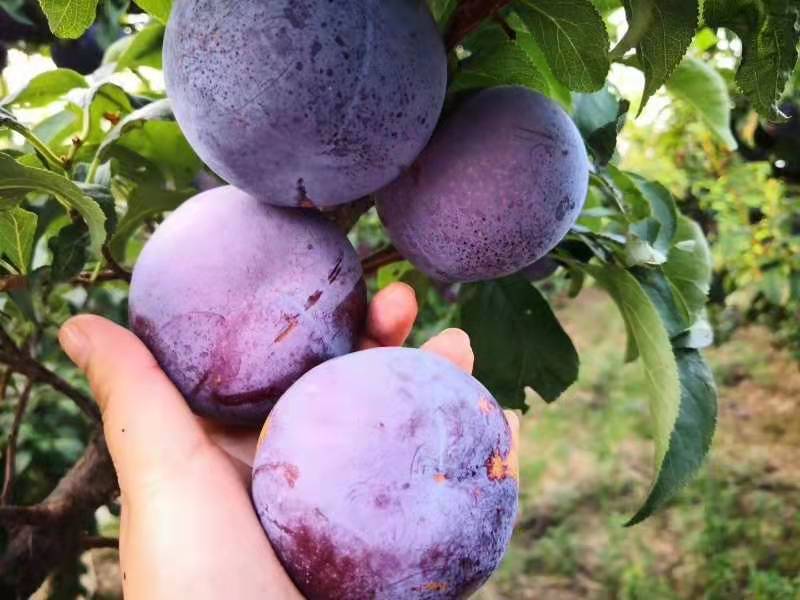 黑布林李子果园中果农正在采摘果实 黑布林李子果园中果农正在采摘果实