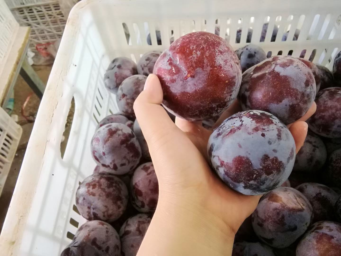 黑布林李子在不同储存条件下的状态对比图