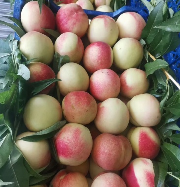 京玉毛桃北京十四陆续上市常年代办欢迎选购