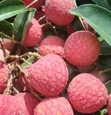 [荔枝批发]红花荔枝上市啦价格1.60元/斤 - 一亩田