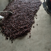 阳荷含有多种氨基酸、蛋白质和丰富的纤维素。