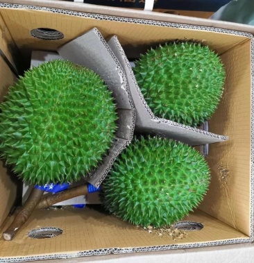 泰国长柄猫山王