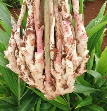 江永香姜嫩姜仔姜新鲜现挖