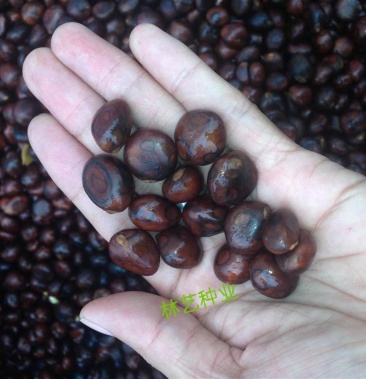 当年新采收枇杷 枇杷种子枇杷树种子琵琶种子可嫁果树