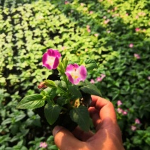 夏堇耐热耐晒花卉夏季盆栽室外阳台庭院植物好养耐活