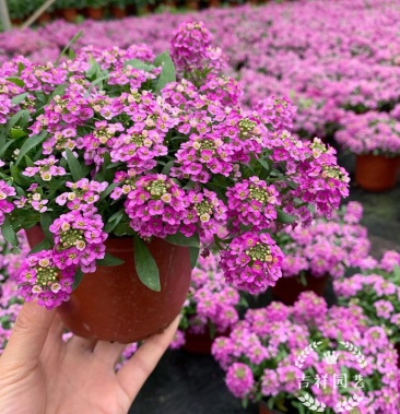 [批发]香雪球盆栽花苗带花发货阳台庭院四季草花海地被植物芳香花卉