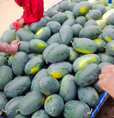 [黑美人西瓜批发]湖北,黑美人,绿爽,大量上市中,欢迎来电了解价格0.