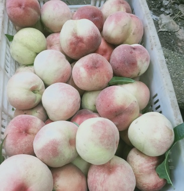 [蜜桃批发]早凤王水蜜桃价格1.60元/斤 - 一亩田