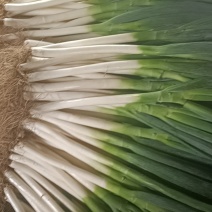 山东安丘精品大葱