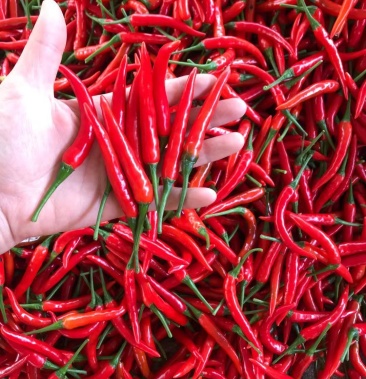 大批出售艳红辣椒需联系