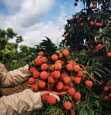 灵山县龙武荔枝园桂味荔枝大量上市现摘现发支持上