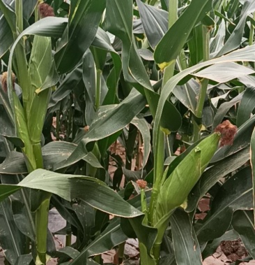 [玉米批发]秦龙14价格1.10元/斤 - 一亩田