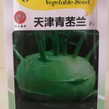 天津青苤蓝种子紫苤兰水果芥蓝芥兰头种籽孑大田四季秋季高产