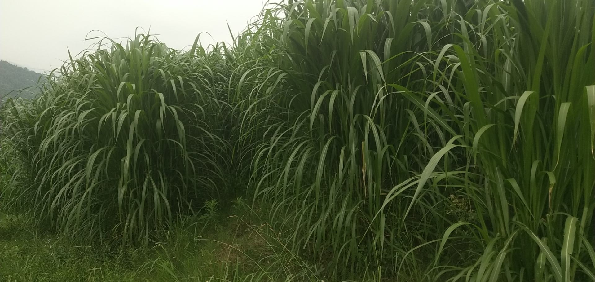 展示东北地区玉米种植与生猪养殖一体化发展的典型场景 东北玉米地与生猪养殖场航拍图