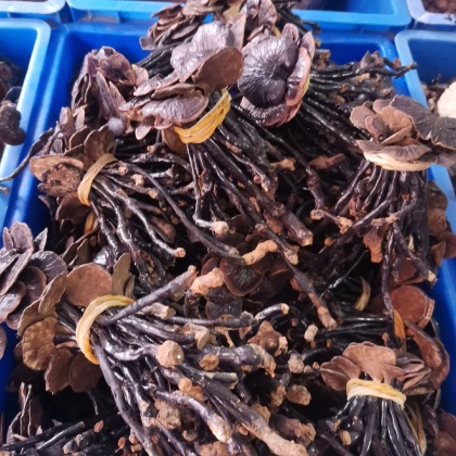 安徽竹灵芝价格行情走势 - 一亩田