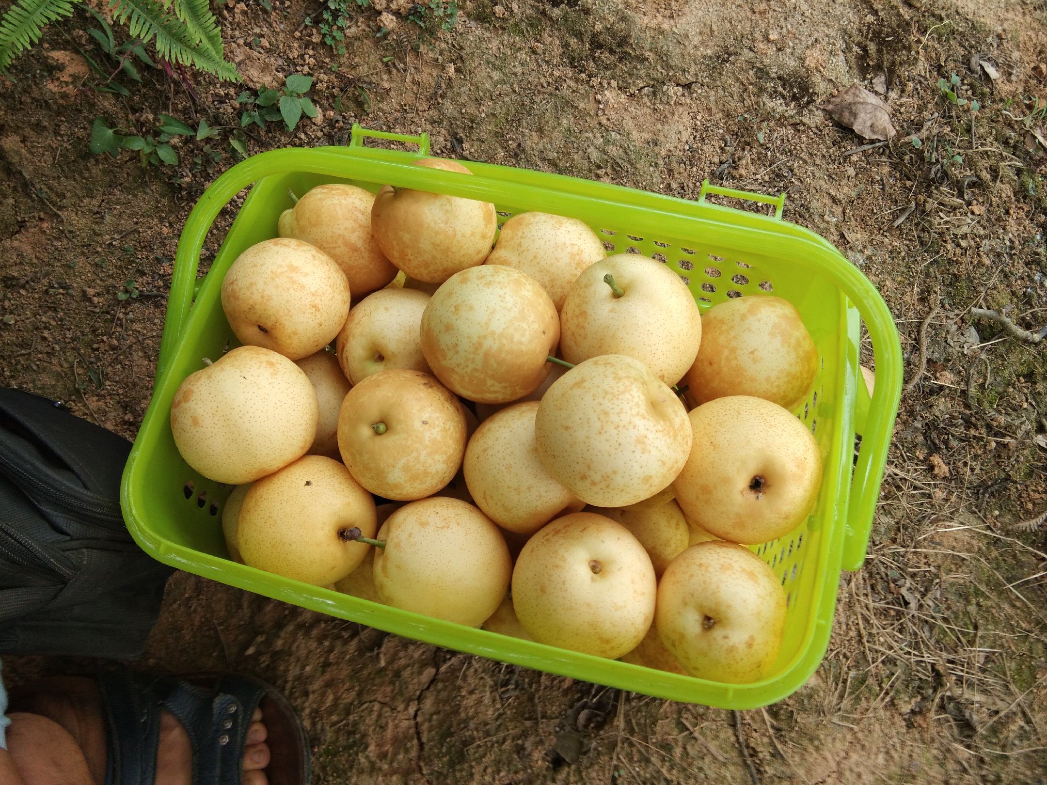水晶梨新鲜采摘场景