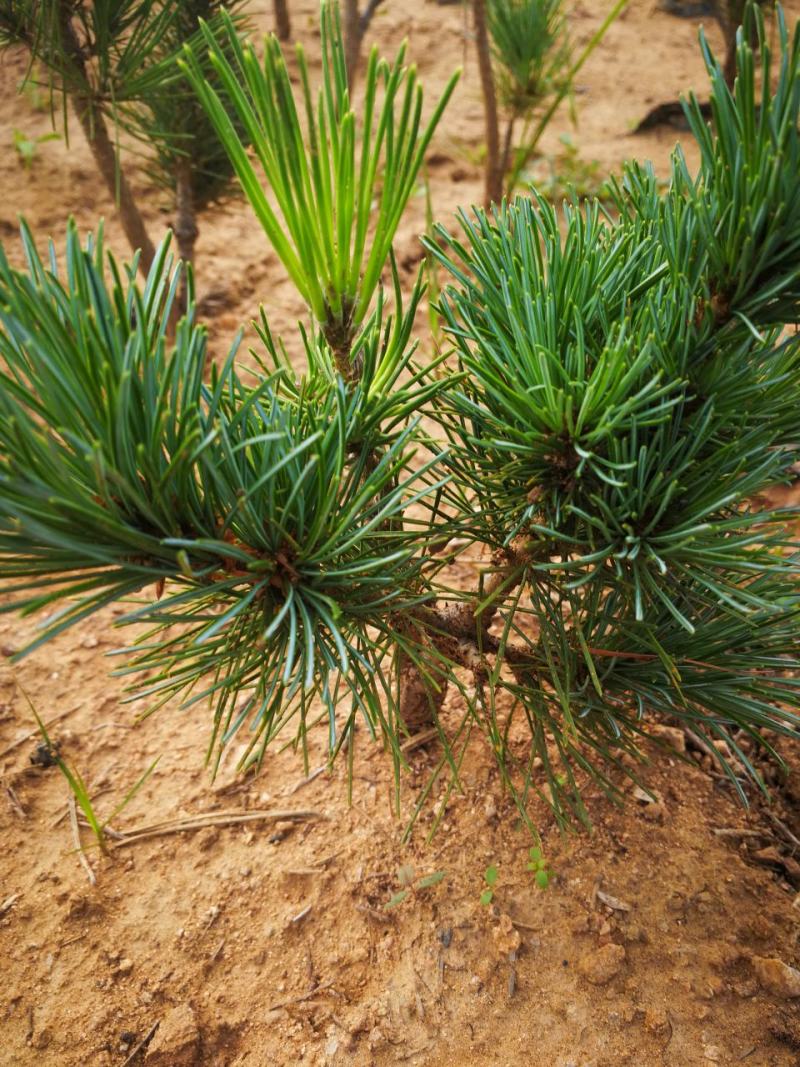 嫁接五针松,五针松小苗,五针松一年苗,二年苗.千寿丸小苗