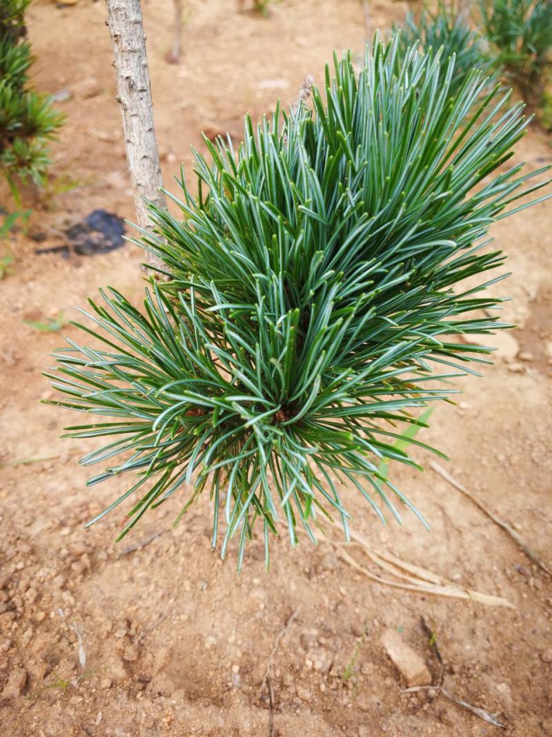 嫁接五针松,五针松小苗,五针松一年苗,二年苗.千寿丸小苗