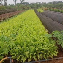 青朱蕉大量现货