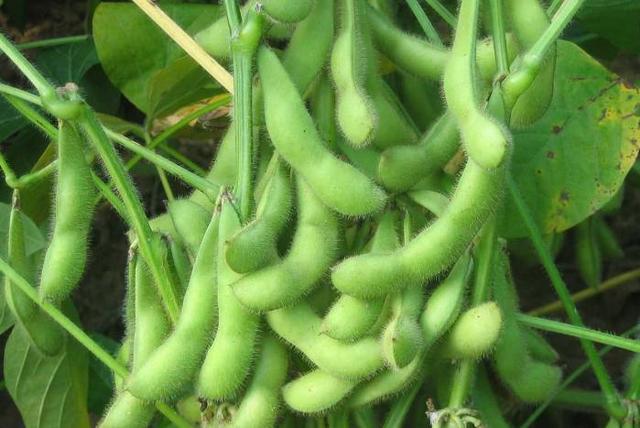 白花四季豆成熟采收图,展示豆荚饱满、颜色翠绿的采收标准 白花四季豆成熟采收图