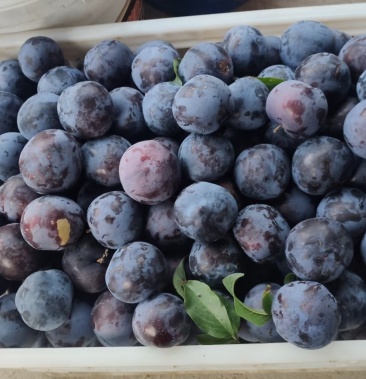 随州露天李子,紫琥珀,红霸,大量上市,日出货量十万公斤