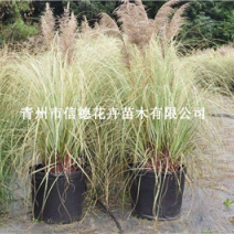 花叶蒲苇，大量有货，基地直发，一手货源，规格齐全