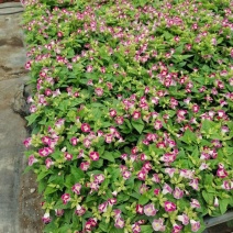 夏瑾/观花植物/花卉盆景/基地直销/大小规格齐全