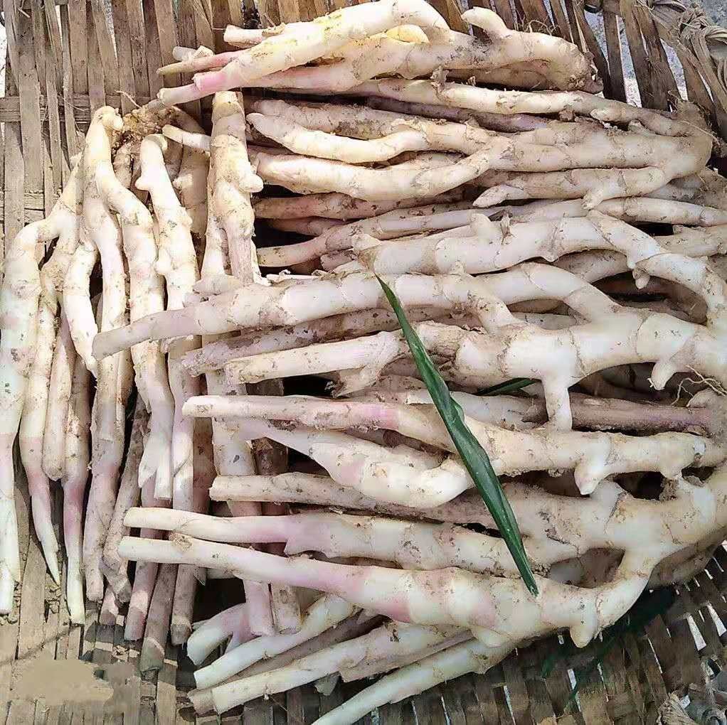 展示一盘新鲜子姜,颜色嫩黄,表面湿润,摆放于竹篮中 新鲜子姜实物图