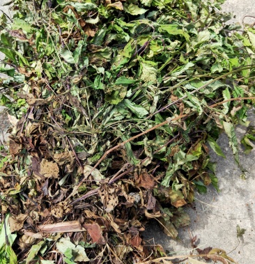 [石见穿批发]石见穿中药材整棵切段干货大别山采地产批发零售价格13.