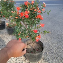 丛生花石榴，规格齐全，一手货源，大量有货，盆栽苗地栽苗
