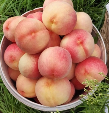 超级好吃滴红冠桃火爆登场,一口咬下去,又脆又甜,拳头般大