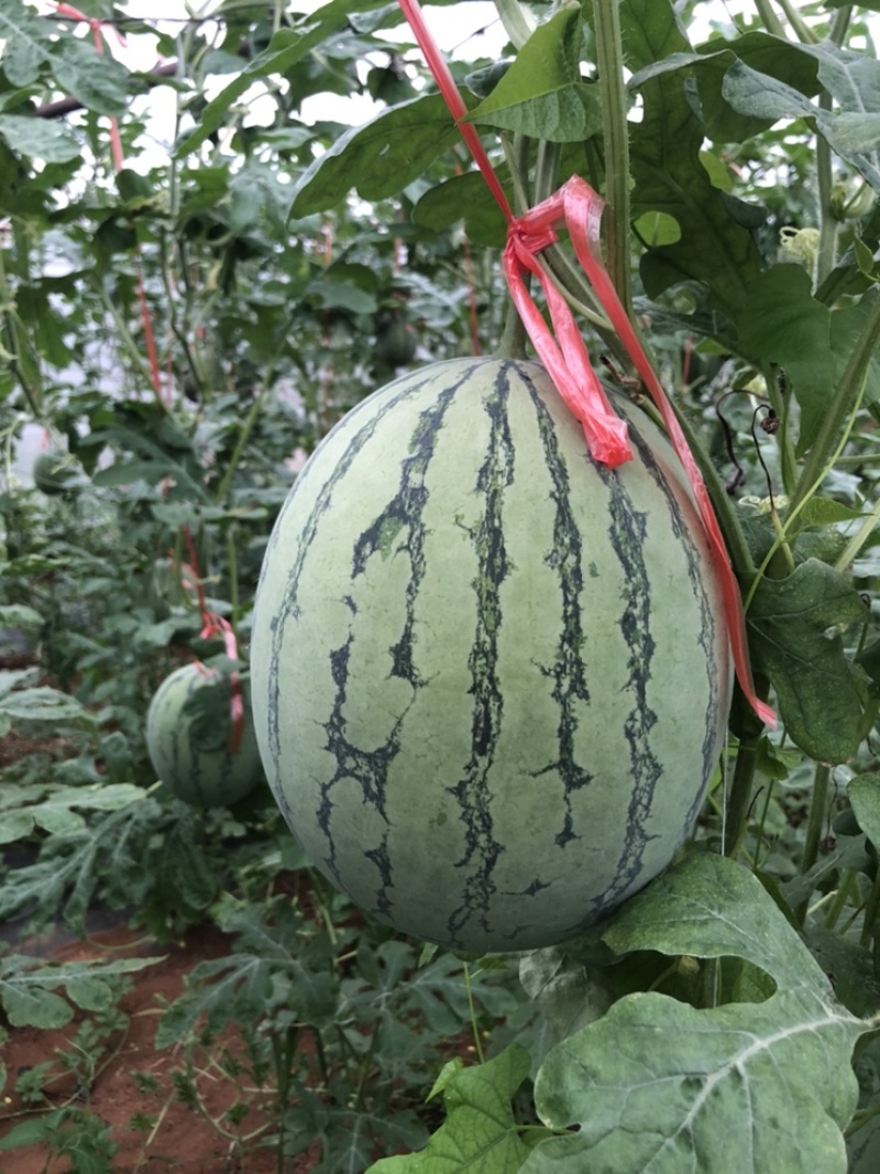 广西北海大棚翠玲吊西瓜口感好,熟度好,欢迎广大老板过来收购