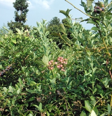 [野生蓝莓批发]野生蓝莓价格45.00元/斤 - 一亩田